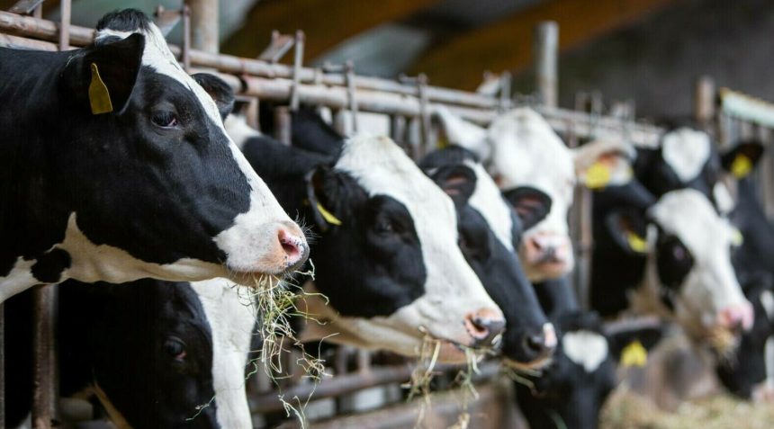 Alert sanitar focar de Boala Limbii Albastre