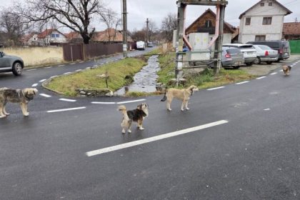 Cinii terorizeaza Carioara Au omorat zeci de animale