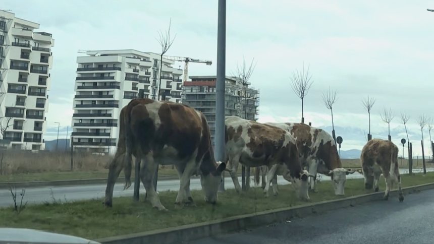 Craciun cu vaci pe bulevard la Selimbar trafic blocat