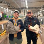 Peste 1000 de animale de rasa expuse la Sibiu