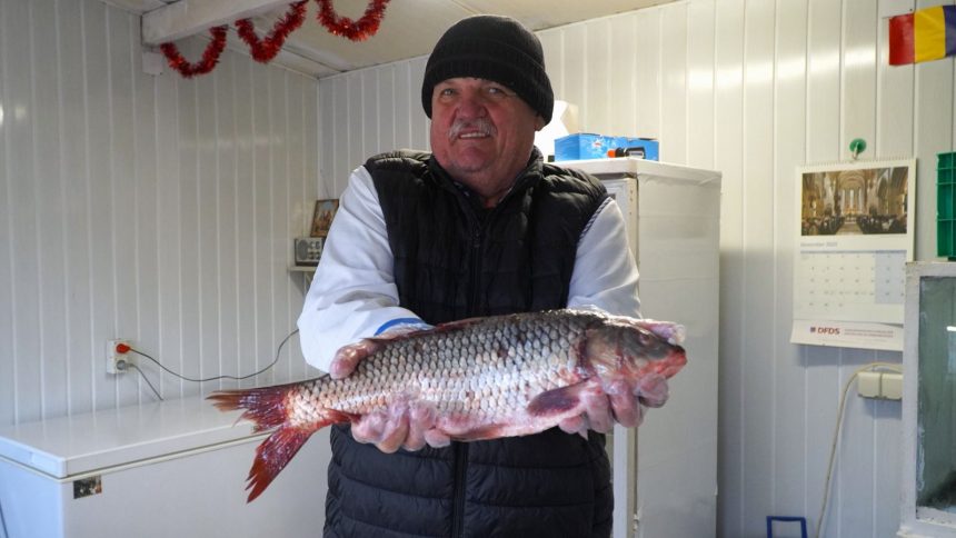 Salau pastrav si stiuca cauta cumparatori la Sibiu