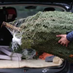 Tanar prins furand brazi din padure in Porumbacu