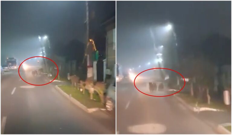 Ursoiaca cu 3 pui pe strazile Avrigului