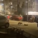 vulpe surprinsa printre blocuri in sibiu nu e prima data