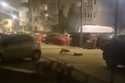 vulpe surprinsa printre blocuri in sibiu nu e prima data
