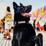 A murit Suier caine politist pensionat de un an