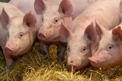 Alert in judeul Sibiu focare de pest porcin i boala limbii albastre