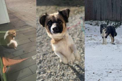 Animale speriate de artificii pe strazile Sibiului