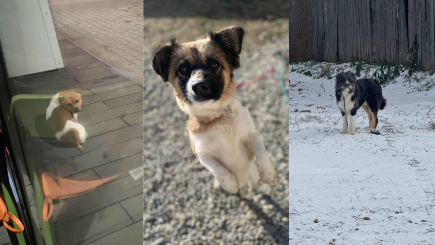 Animale speriate de artificii pe strazile Sibiului