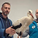 Au parcurs sute de kilometri pana la Sibiu pentru a salva un pui de barza