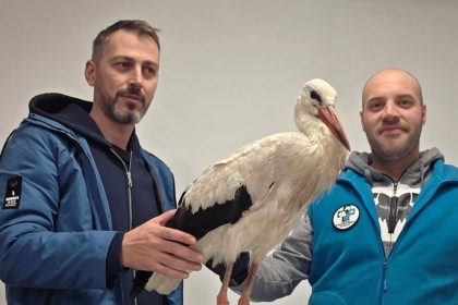 Au parcurs sute de kilometri pana la Sibiu pentru a salva un pui de barza