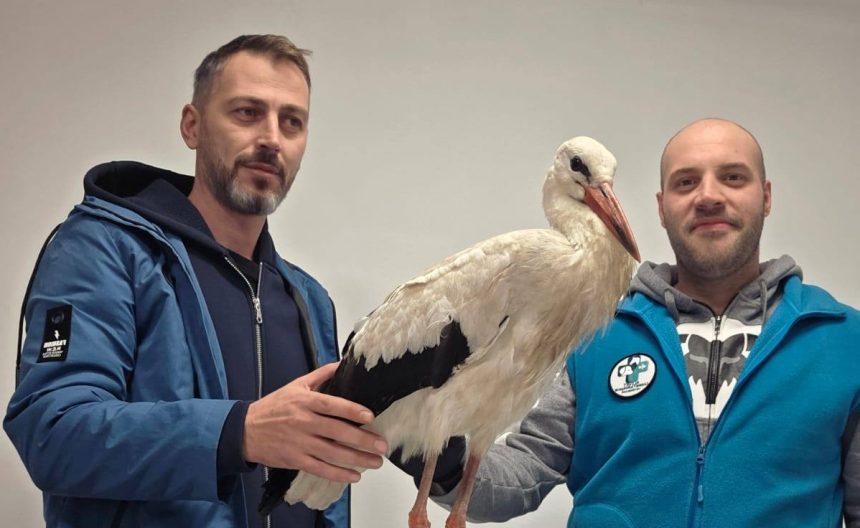 Au parcurs sute de kilometri pana la Sibiu pentru a salva un pui de barza