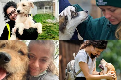 Bilanul Animal Life 500 animale salvate 300 camine