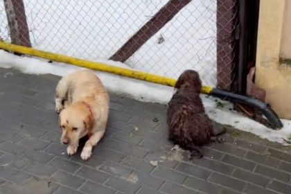 Caini loviti de o masina la Cristian Martor Proprietara a refuzat sa mearga la veterinar video