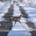 Caprioare observate la marginea Sibiului Traverseaza nestingherit pe Calea Dumbravii A sarit in fata masinii