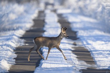 Caprioare observate la marginea Sibiului Traverseaza nestingherit pe Calea Dumbravii A sarit in fata masinii