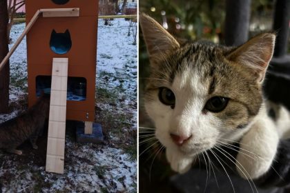 Casuta pentru pisicile strazii montata in Sibiu