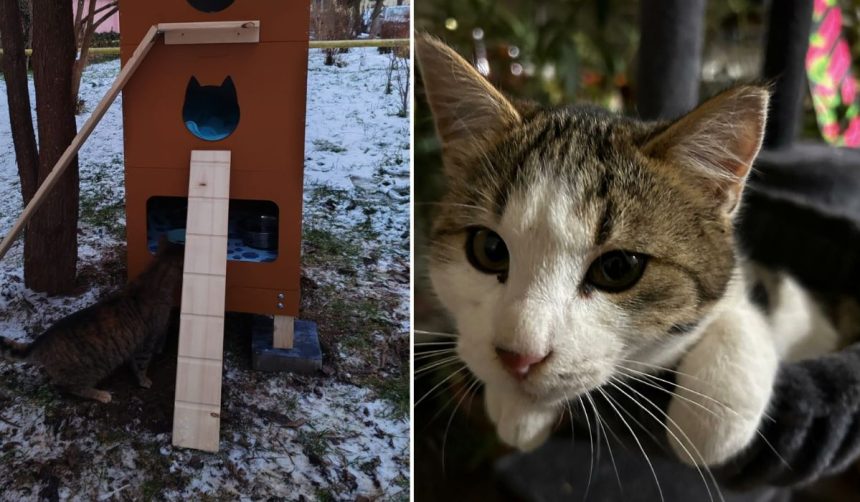 Casuta pentru pisicile strazii montata in Sibiu