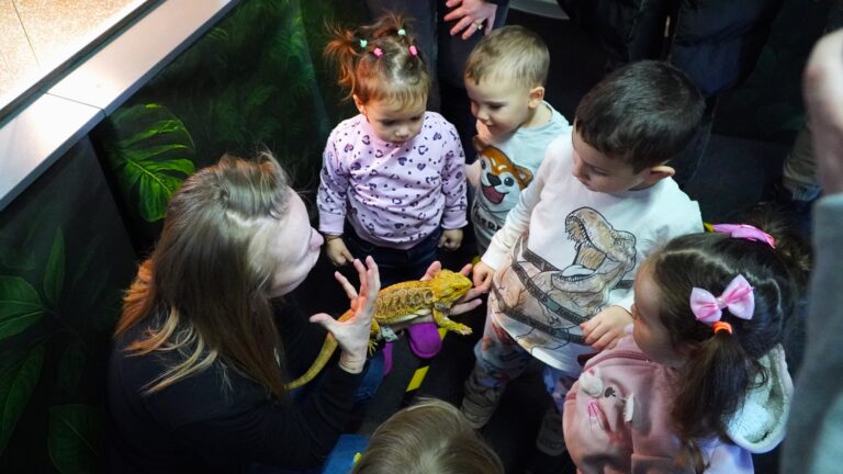 Copiii si au invins fricile la Exotic Expo Sibiu Vedeta celor mici sarpele Corn Snake Cornel foto video