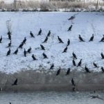 Cormoranii cauzeaza distrugeri la Racovita Un pescar solicita masuri impotriva lor Fauna piscicola este distrusa zilnic