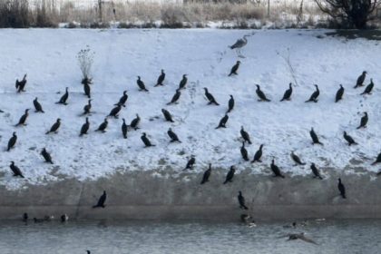 Cormoranii cauzeaza distrugeri la Racovita Un pescar solicita masuri impotriva lor Fauna piscicola este distrusa zilnic