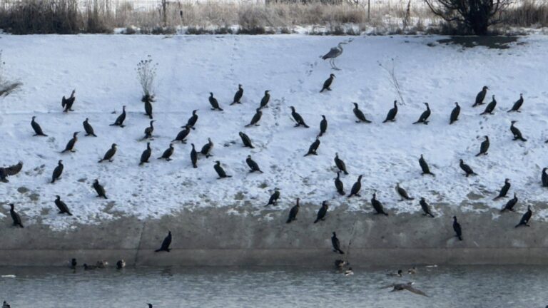 Cormoranii cauzeaza distrugeri la Racovita Un pescar solicita masuri impotriva lor Fauna piscicola este distrusa zilnic