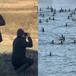 Cormoranii provoaca distrugeri pe raurile din judetul Sibiu AJVPS atentioneaza S au inmultit excesiv