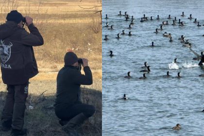 Cormoranii provoaca distrugeri pe raurile din judetul Sibiu AJVPS atentioneaza S au inmultit excesiv