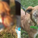 Doi minori de 12 si 15 ani anchetati pentru mutilarea unei cateluse