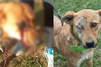 Doi minori de 12 si 15 ani anchetati pentru mutilarea unei cateluse