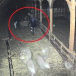 Hotii bantuie fermele din Sibiu la Cristian au incercat sa fure un vitel Au intrat si au fugit video