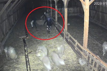 Hotii bantuie fermele din Sibiu la Cristian au incercat sa fure un vitel Au intrat si au fugit video