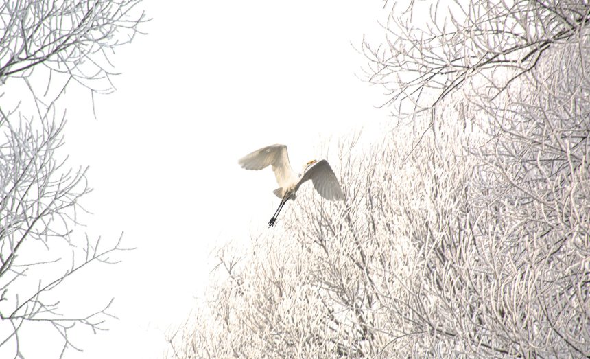 Imagini impresionante de la Sibiu zeci de egrete surprinse in gerul aspru pe raul Cibin foto