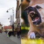Momente de groaza pentru un turist in centrul Sibiului a fost atacat de un caine in fata stapanului acestuia