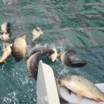 Peste 2500 de crapi eliberati in raul Olt