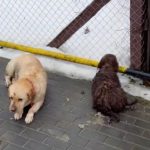 Politia Animalelor investigheaza incidentul cainilor loviti de masina la Cristian
