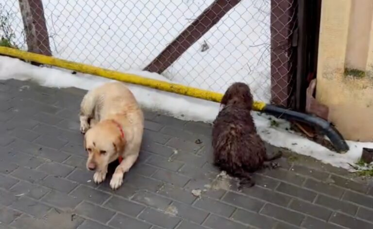 Politia Animalelor investigheaza incidentul cainilor loviti de masina la Cristian