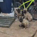 Puii de Kangal dispruti de la o ferma din Sibiu au reaparut ca prin minune Nu stim exact cum au ajuns inapoi