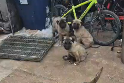 Puii de Kangal dispruti de la o ferma din Sibiu au reaparut ca prin minune Nu stim exact cum au ajuns inapoi