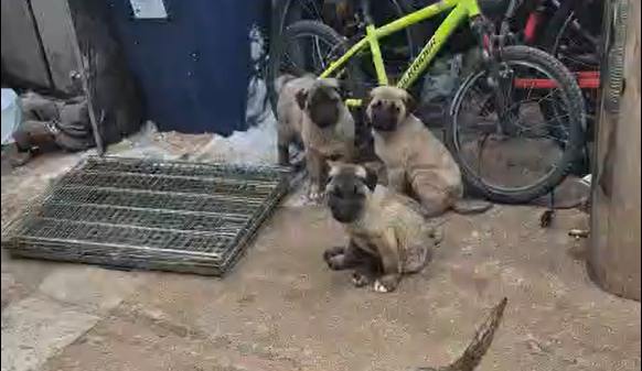 Puii de Kangal dispruti de la o ferma din Sibiu au reaparut ca prin minune Nu stim exact cum au ajuns inapoi
