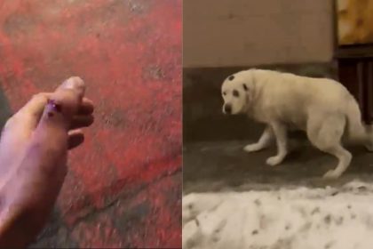 Tanar atacat de caine pe strada Turnisor 1