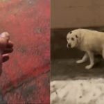 Tanar atacat de caine pe strada Turnisor