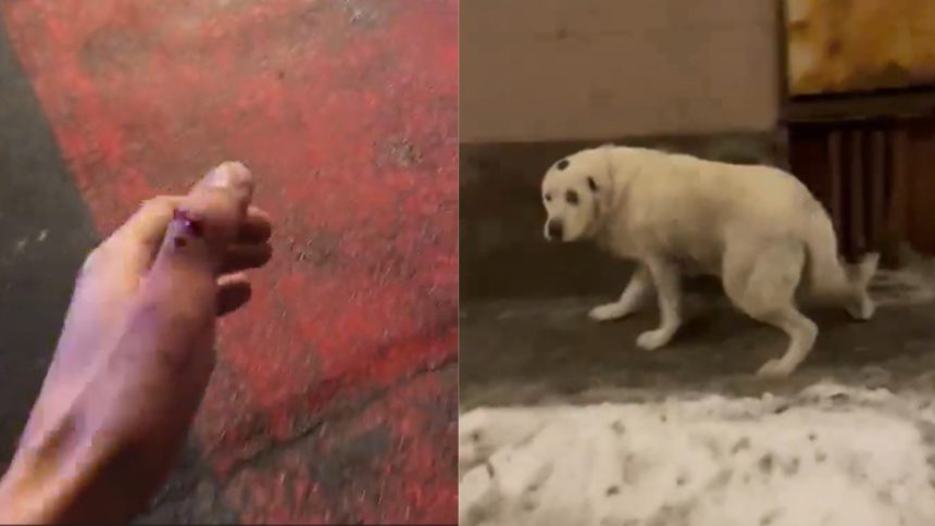 Tanar atacat de caine pe strada Turnisor