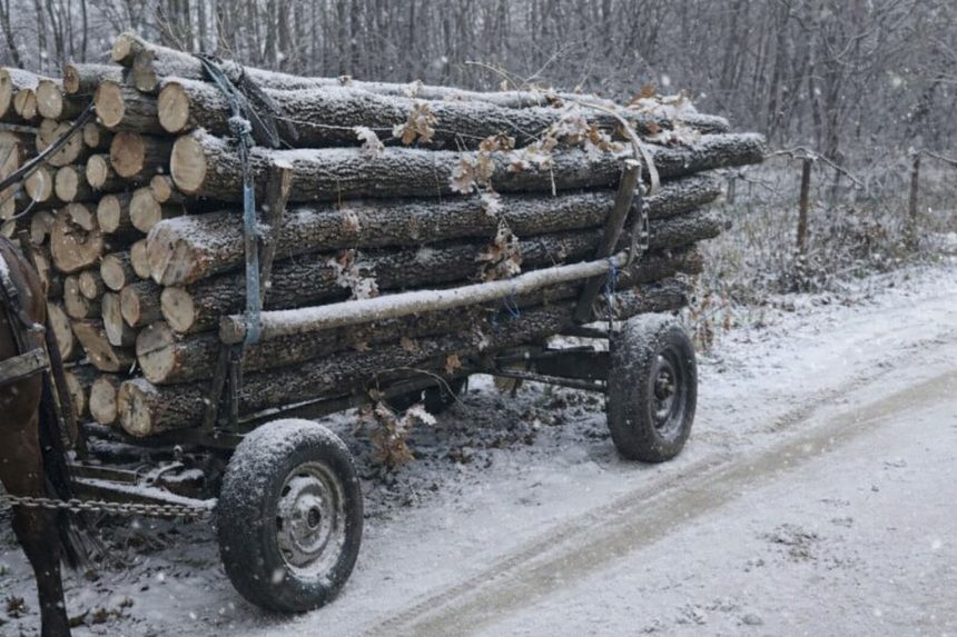 Transporturi ilegale de lemne depistate in Sibiu
