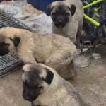 Trei catei din rasa Kangal disparuti pe drumul Slimnic Mandra Proprietarul ofera recompensa video