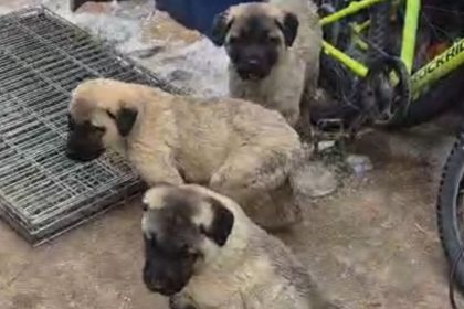 Trei catei din rasa Kangal disparuti pe drumul Slimnic Mandra Proprietarul ofera recompensa video