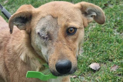 cruzime extrema in vurpar catelusa batuta de copii fara un ochi