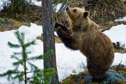tot mai multi ursi nu hiberneaza ilie troanca