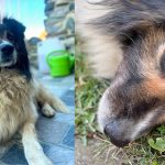 A disparut Nicolae un caine jucaus si prietenos stapanii sunt in disperare si ofera recompensa