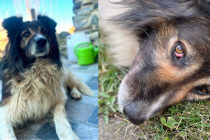 A disparut Nicolae un caine jucaus si prietenos stapanii sunt in disperare si ofera recompensa